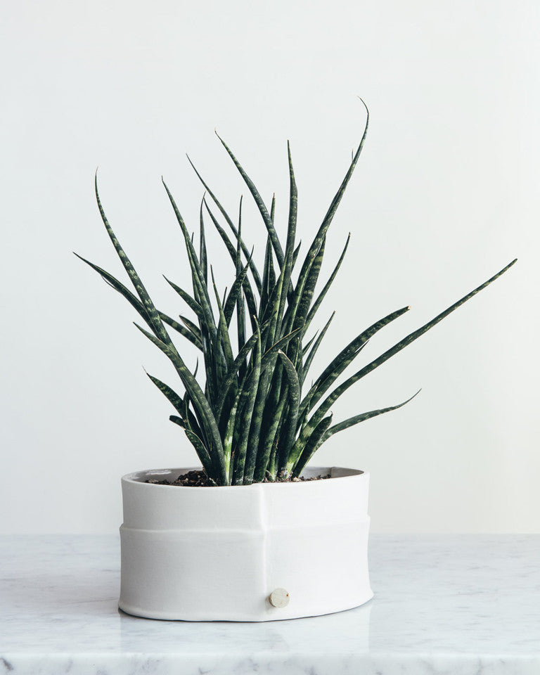 Porcelain Planter -  As an alternative to the traditional plant saucer this pot features a small hole and waxed cork for drainage. / Jardinière en porcelaine - Comme solution de rechange à la cuvette d’arrosage traditionnelle, ce pot est muni d’un petit trou et d’un bouchon de liège ciré servant au drainage. 